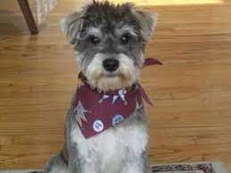 Miniature Schnauzers Haircuts Google Search Schnauzer Grooming Schnauzer Miniature Schnauzer