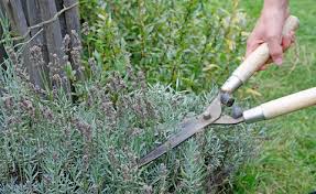 Lavendel spätestens anfang august schneiden. Lavendel Schneiden 3 Absolute No Gos Mein Schoner Garten