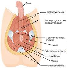 The female reproductive tract 239. The Male Pelvic Floor Physiopedia