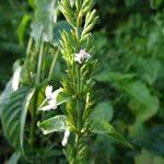 Image result for Hypoestes forskaolii