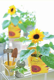 The site owner hides the web page description. Seishin Floral Container Smile Sunflower å¤ªé™½èŠ±ç›†æ ½ Nature Thoughts