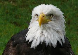 Eagle Wikipedia Recently i flew from san jose to hyderabad by qatar airways and my travel was booked by indian eagle.
