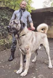 Jh Ot Adli Kullanicinin Lobitos Perritos Y Otros Animalitos Panosundaki Pin Goruntuler Ile Kangal Kopegi Kopek Turleri Kopek