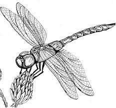 Maybe you would like to learn more about one of these? How To Draw A Dragonfly Realistic Novocom Top
