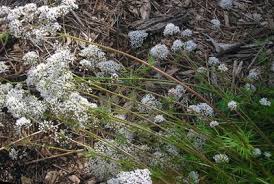 Image result for Valeriana capensis