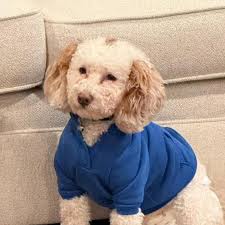 America's Favorite Pet (@americassfavoritepet) · Instagram 照片和视频