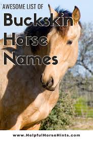 They can be very similar in coloration dun horses can be tan, red or grullo, and all will always display distinct primitive markings. 110 Buckskin Horse Names Buckskin Horse Horse Names Clydesdale Horses