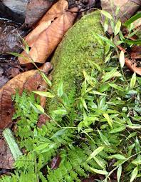 Image result for Panicum hymeniochilum