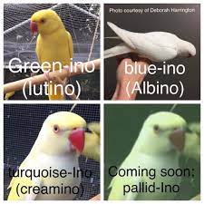 What Mutation Is This Huge Images So Slow Load Parrot Forum Parrot Owners Community
