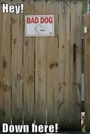 Safetysign.com's vast variety of signs include funny no trespassing signs, comedic guard dog signs, and general grouch signs for businesses and homes. 15 Clever Beware Of Dog Signs That Inspire Laughter Not Fear Barkpost