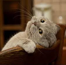 One of the oldest cat breeds, it takes its name from its place of origin: 202 Funny Cat Names For Your Crazy Furball