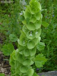 Bells Of Ireland Or Shell Flower Is A Half Hardy Annual That Produces An Unusual Pale Green To Emerald Green Funnel S Green Flowers Flowers Beautiful Flowers