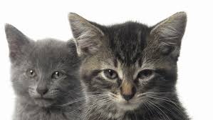 We did not find results for: Shutterstock