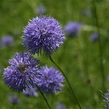Wildflowers of the pacific northwest. Oregon Native Seed For Your Garden From The Willamette Valley