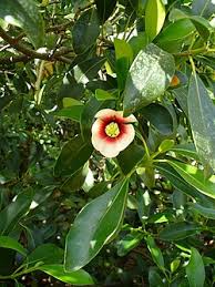 Image result for Clusiaceae