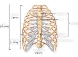 The thoracic cage (rib cage) is the skeletal framework of the thoracic wall, which encloses the thoracic cavity. The Structure Of The Rib Cage Diagram Quizlet