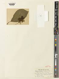 Image result for Scepocarpus