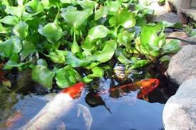 Kolam Ikan Koi Dan Tanaman Yang Bagus Sebagai Penyempurna