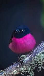 Simple Pleasures All In Bokeh Pet Birds Animals Beautiful Beautiful Birds