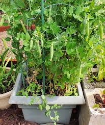Start your seeds of sugar snap peas in the ground for healthiest plants planting ​peas ​around when the temperature is just right for the seeds to sprout quickly feed ​peas with the right nutrients plant peas in an area with adequate sunlight Growing Sugar Snap Peas Planting And Using Sugar Snap Peas
