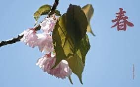 The Cherry Blossom Sakura Is Japan S Unofficial National Flower Hanami Japanese Cherry Tree Sakura Cherry Blossom