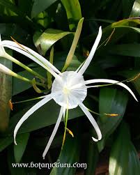 Image result for Baphia speciosa