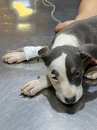 Isolate a dog with parvo at the first signs of parvo when possible and upon confirmation that your dog has parvo. What Are The Signs That Your Puppy Is Recovering Surviving Parvo Quora