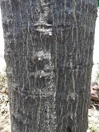 Image result for Erythrina haerdii