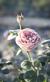 Not Found Frozen Rose Winter Rose Flowers