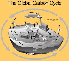 soil carbon center at kansas state