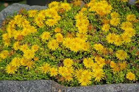 Image result for Delosperma spp.