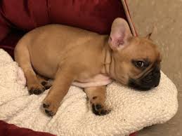 Puppies are starting to play and walking! Pin On Animal House