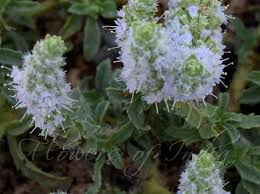 Image result for Platostoma