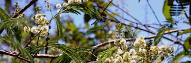 Image result for Allophylus lastoursvillensis