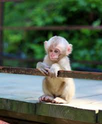Here's a short video of 5 helpful information and facts to get a monkey. Nagano In Spring Blossoms Baby Monkeys Skiing Snow Monkey Resorts