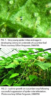 Image result for spider mites on cucumbers