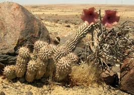 Image result for Hoodia currorii