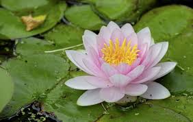 They bloom in the morning and close your flowers after sunset. Gardening How To Grow And Care For Water Lilies The Irish News