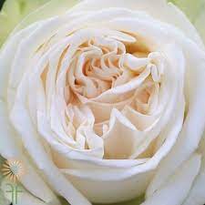 Pin On Blush Roses