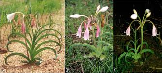 Image result for Crinum rautanenianum
