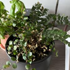 Image result for Pellaea boivinii