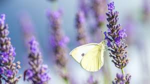 Sobald die letzten fröste des jahres überstanden sind, können sie lavendel im garten pflanzen. Lavendel Pflanzen Und Pflegen Die Besten Tipps Utopia De
