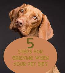 How To Grieve The Death Of Your Pet And Heal Your Pain In 5 Steps -  Pethelpful