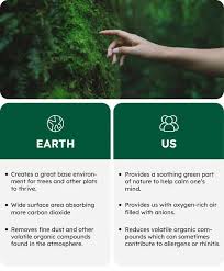 Moss Echo: Transform Your Space