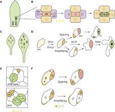 We did not find results for: Asymmetric Cell Divisions A View From Plant Development Sciencedirect