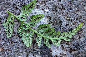 Image result for Asplenium uhligii