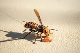 Some species can reach up to 5.5 cm (2.2 in) in length. Usda S Cutting Edge Methods Help Deliver A Victory Against Asian Giant Hornet Usda