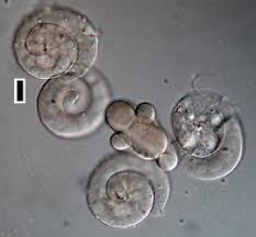 Image result for Diplorhynchus