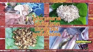 ช ออาหารสดจากตลาด เห ดปลวก และ ปลาน ำโขง