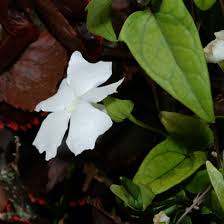 Image result for Thunbergia dregeana